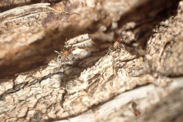Liometopum microcephalum - tölgyfahangya