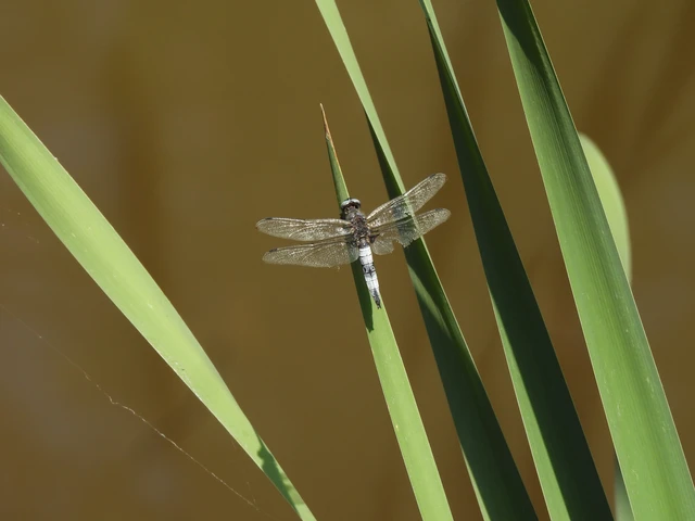 Libellula fulva - kisfoltos laposacsa Libellula fulva - kisfoltos laposacsa