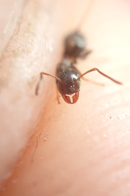 Lasius niger - közönséges feketehangya
