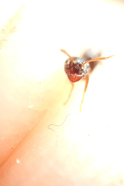Lasius platythorax - erdei feketehangya