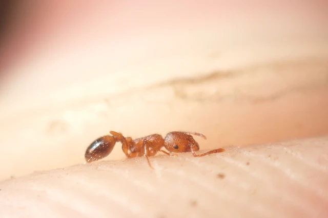 Temnothorax clypeatus - rozsdás kéreghangya