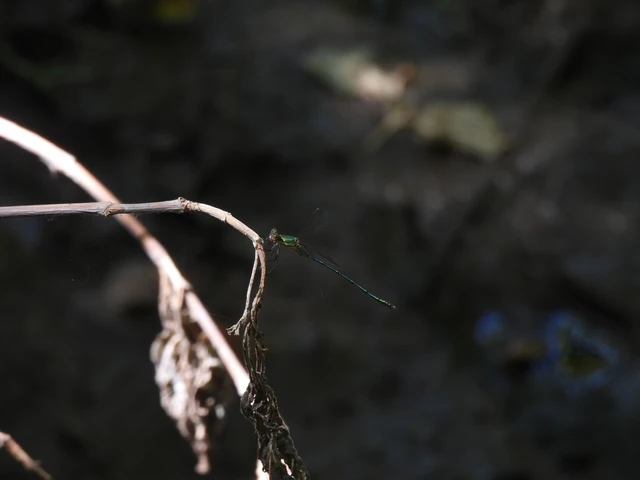 Chalcolestes viridis - nyugati zöld-rablószitakötő