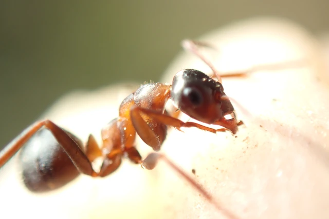 Formica rufibarbis - vörös rabszolgahangya