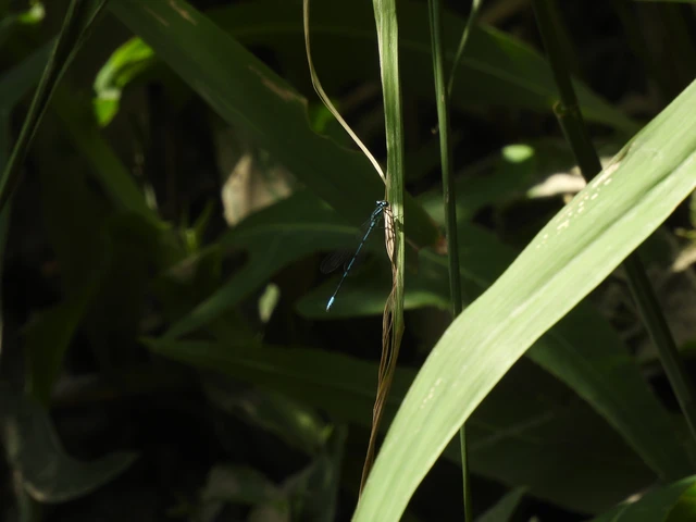 Coenagrion puella - azúrkék légivadász