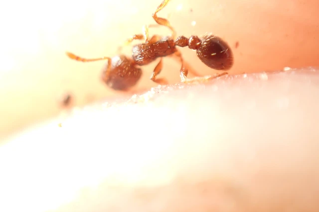 Tetramorium