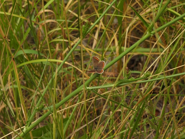 Aricia agestis - szerecsenboglárka