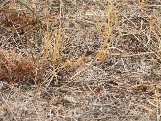 Orthoptera - Egyenesszárnyúak