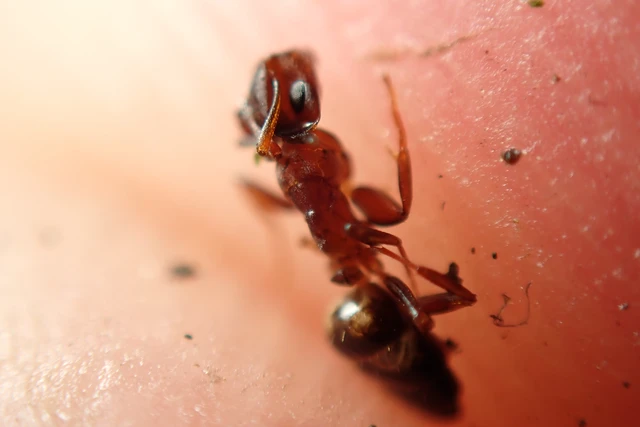 Colobopsis truncata - kapushangya