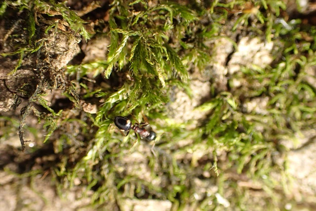 Dolichoderus quadripunctatus - négypettyes erdeihangya