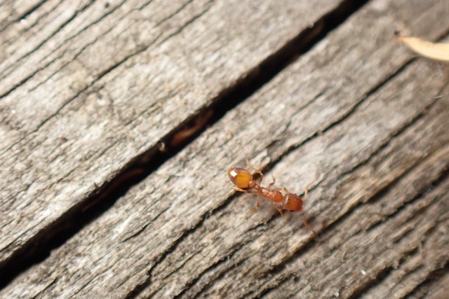 Temnothorax unifasciatus - gyűrűs kéreghangya