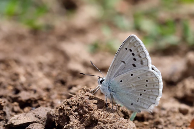 Polyommatus daphnis - csipkés boglárka