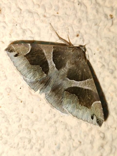 Dysgonia algira - déli porcelánbagoly