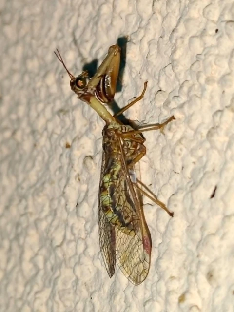 Mantispa styriaca - kétszínű fogólábú-fátyolka