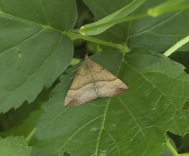 Hypena proboscidalis - ormányos karcsúbagoly