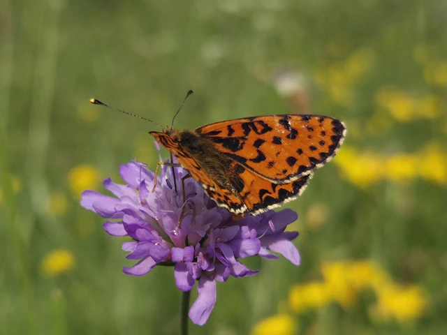 Melitaea didyma - tüzes tarkalepke
