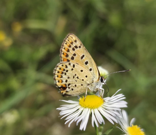 Lycaena tityrus - barna tűzlepke