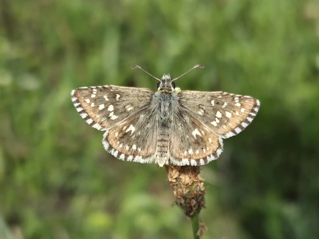 Pyrgus malvae - kis busalepke