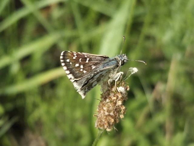 Pyrgus armoricanus - feles busalepke