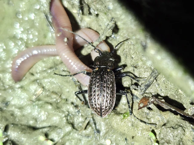 Carabus granulatus - mezei futrinka Carabus granulatus - mezei futrinka
