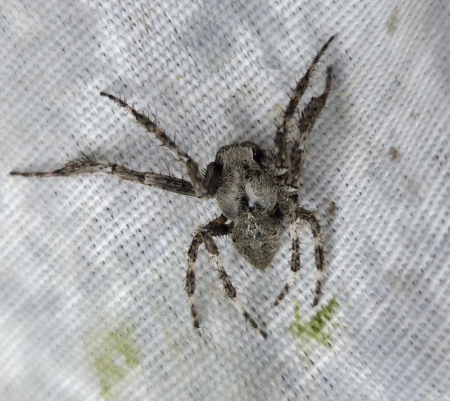 Araneae - Pókok