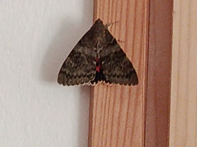 Catocala elocata - közönséges övesbagoly