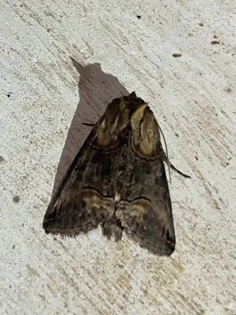 Abrostola triplasia - közönséges csalánbagoly