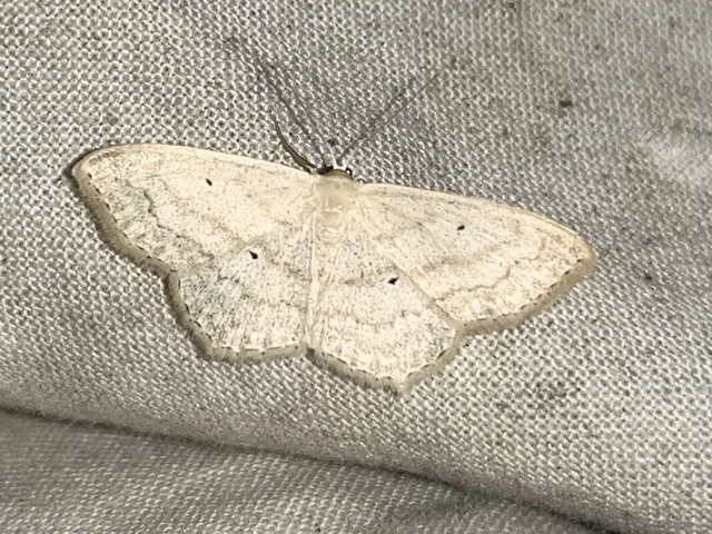 Scopula nigropunctata - feketepettyes araszoló