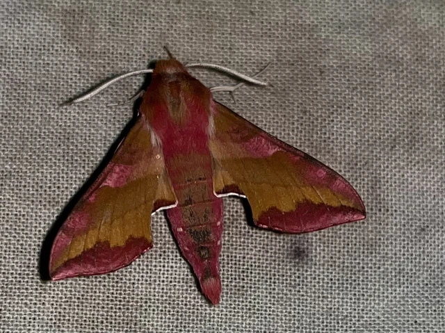 Deilephila porcellus - piros szender