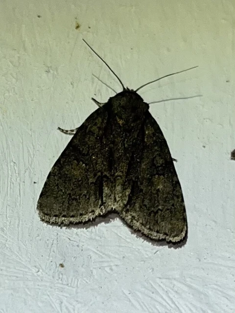 Acronicta strigosa - kis szigonyosbagoly