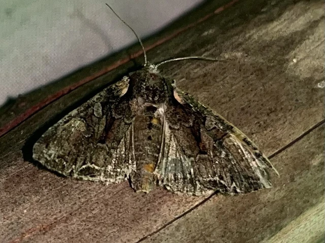 Lacanobia thalassina - borbolya-kertibagoly