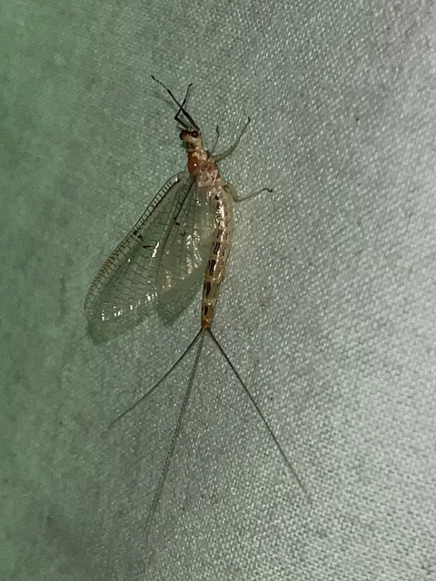 Ephemera lineata