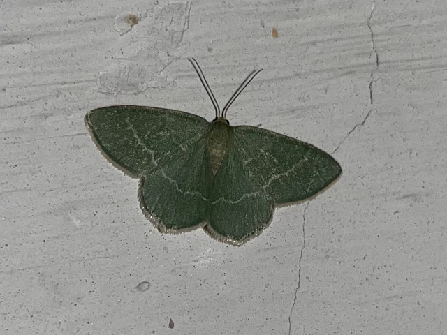 Chlorissa cloraria - sárgászöld araszoló