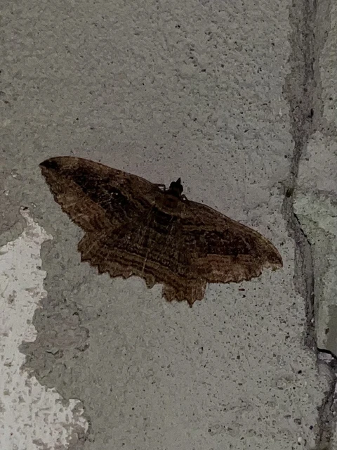Philereme transversata - varjútövis-araszoló