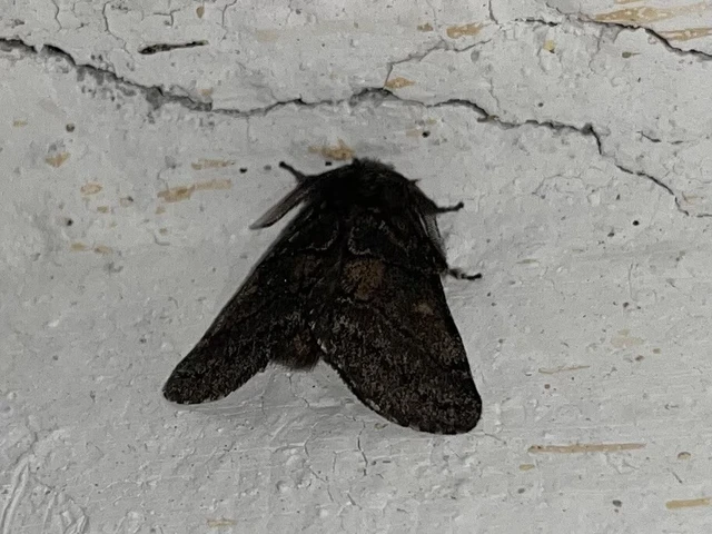 Gluphisia crenata - kormos púposszövő