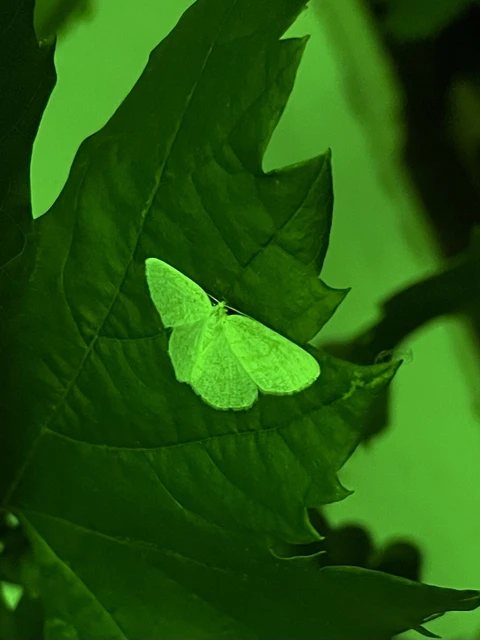 Cabera exanthemata - pettyes égeraraszoló