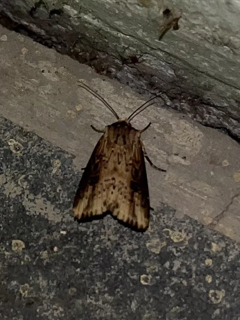 Axylia putris - vonalkás földibagoly