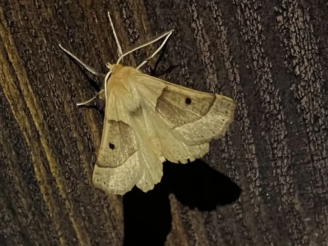 Crocallis elinguaria - sárga sávosaraszoló