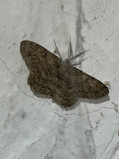 Hypomecis punctinalis - pettyes faaraszoló