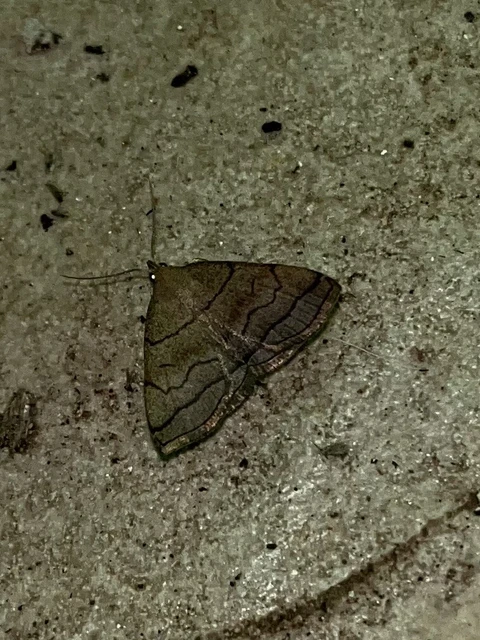 Herminia tarsicrinalis - szőröslábú karcsúbagoly