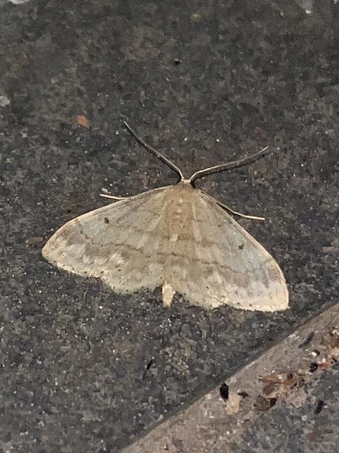 Idaea biselata - mocsári sávosaraszoló