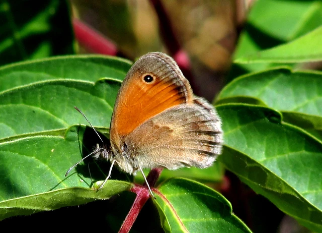 Coenonympha pamphilus - kis szénalepke