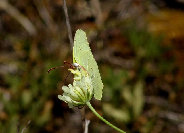 Gonepteryx rhamni - citromlepke
