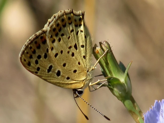 Lycaena tityrus - barna tűzlepke