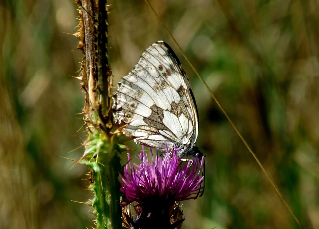 Melanargia galathea - sakktáblalepke