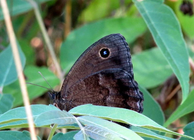 Minois dryas - fekete szemeslepke