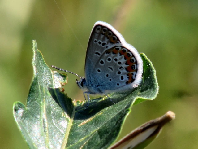 Plebejus argus - ezüstös boglárka