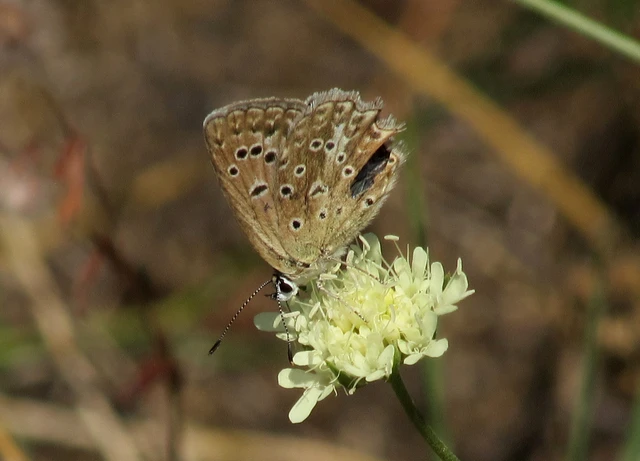 Polyommatus daphnis - csipkés boglárka