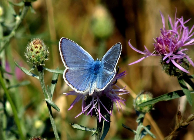 Polyommatus icarus - közönséges boglárka