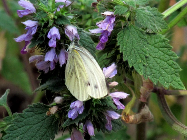 Pieris napi - repcelepke