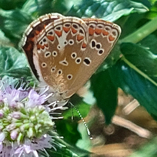 Aricia agestis - szerecsenboglárka